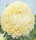 Sommeraster Chrisantella Limoncello