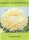 Sommeraster Chrisantella Limoncello