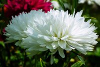 Sommeraster Chrisantella Phantom der Oper