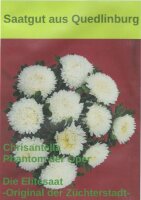 Sommeraster Chrisantella Phantom der Oper