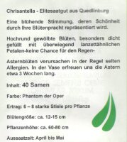 Sommeraster Chrisantella Phantom der Oper