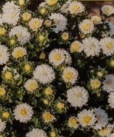 Astern Bambina White