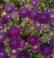Astern Trobador Purple Black