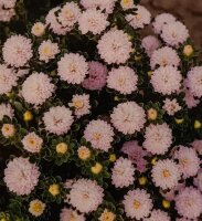 Astern Trobador Soft Rose