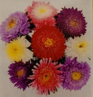 Astern Rose of Shanghai Mix