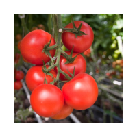 Stabtomate Moldoveanu F1