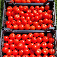 Stabtomate Moldoveanu F1