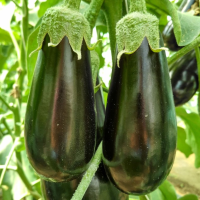 Aubergine Minerva F1