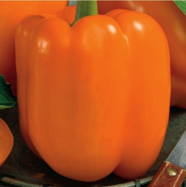 Paprika Gourmet F1