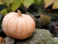 Kürbis Mini Musk - Mini  Muscat de Provence