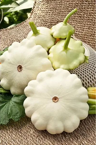 Speisekürbis - Patisson Patina F1