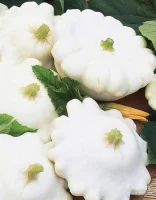 Speisekürbis - Patisson Patina F1