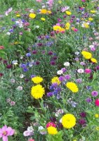 Quedlinburger halbhohe Sommerblumenmischung 100 g