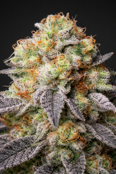 Cannabissamen Panty Punch Auto - 3 Samen