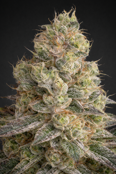 Cannabissamen Mack and Crack Automatic - 3 Samen