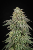 Cannabissamen F.U.H (F*cked Up Hippy) Feminisierte - 3 Samen