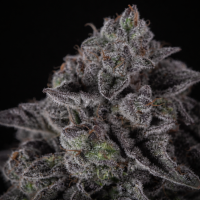 Cannabissamen Apollo Black Cherry Automatic  - 3 Samen