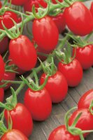 Tomaten Pflaumen-Cherrytomaten Dasher F1