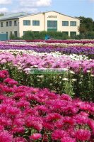 Balloon Harzaster XXL Appleblossom