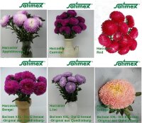 Harzastern XXL-Set  6 Sorten