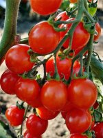 Cocktailtomate Bryllo F1