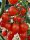 Cocktailtomate Bryllo F1