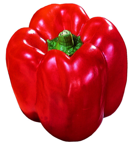 Roter Paprika Savio F1
