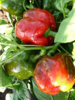 Roter Paprika Savio F1