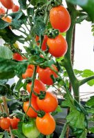 Tomate Oringa F1 Oliventomate
