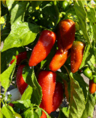 Mini-Paprika Redsnack F1