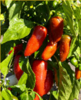 Mini-Paprika Redsnack F1