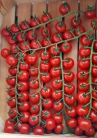 Cocktailtomate Red Bambie F1