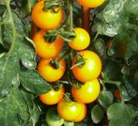 Cocktailtomate Lemonia F1